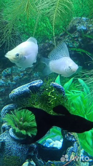 Аквариумные рыбки