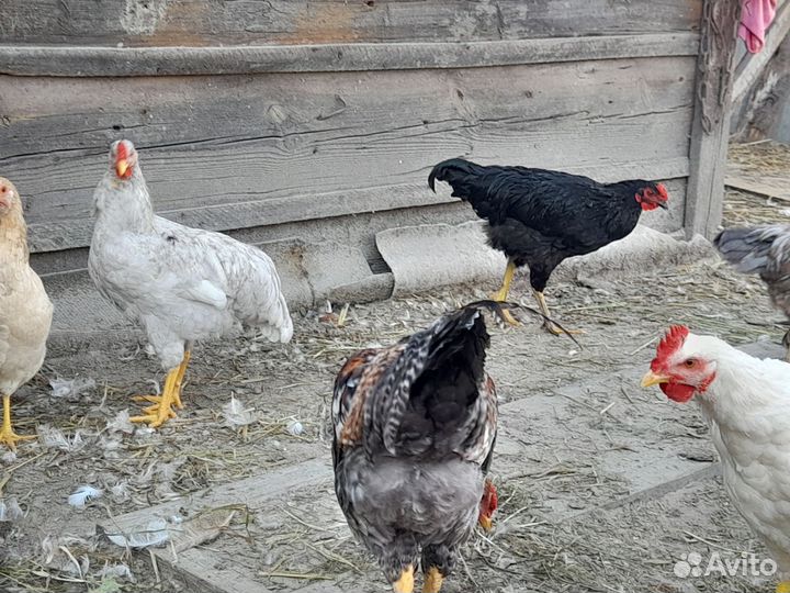 Молодые петушки