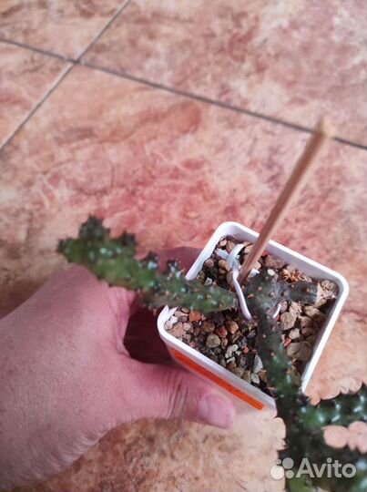 Caralluma hesperidum, edithcolea grandis