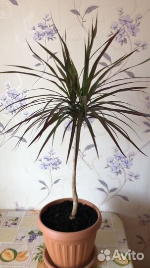 Драцена Маргината