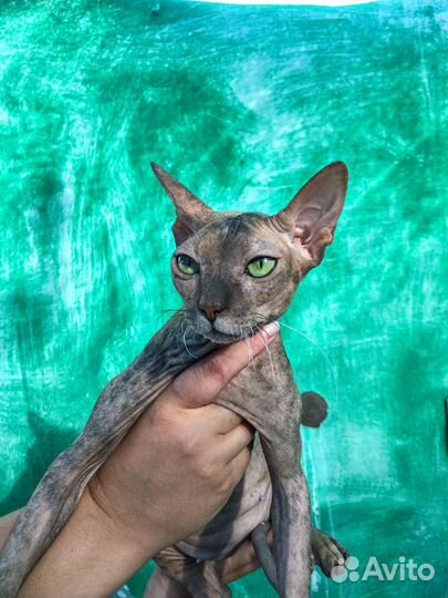 Котята сфинска