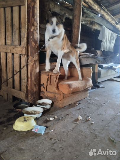 Карело финская лайка