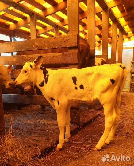 Коровы, Телка