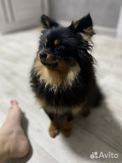 Померанский шпиц мини