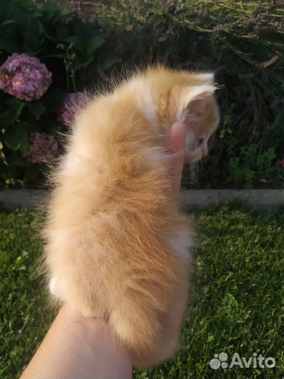 Котенок в добрые руки