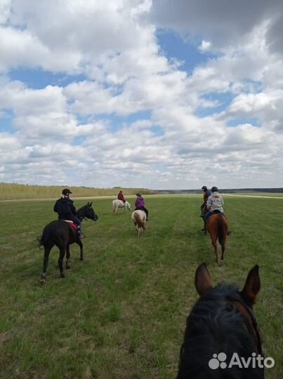 Постой для лошадей/Аренда денника