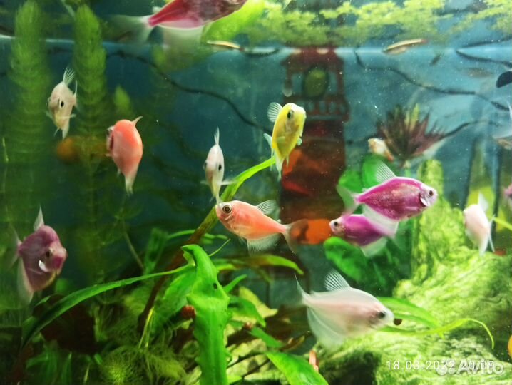 Неоны, Тернеции, Молли, Кардиналы, Данио, Гуппи