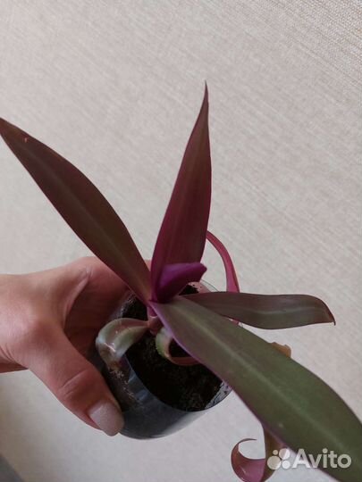 Цветы комнатные