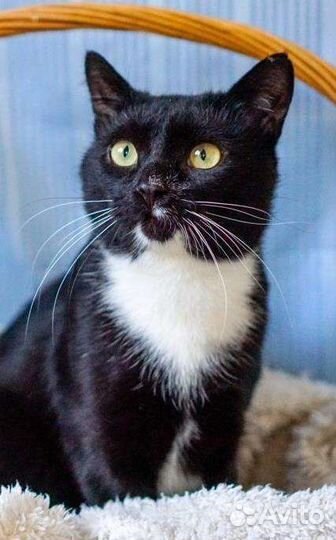 Ватсон джентльмен в поиске семьи