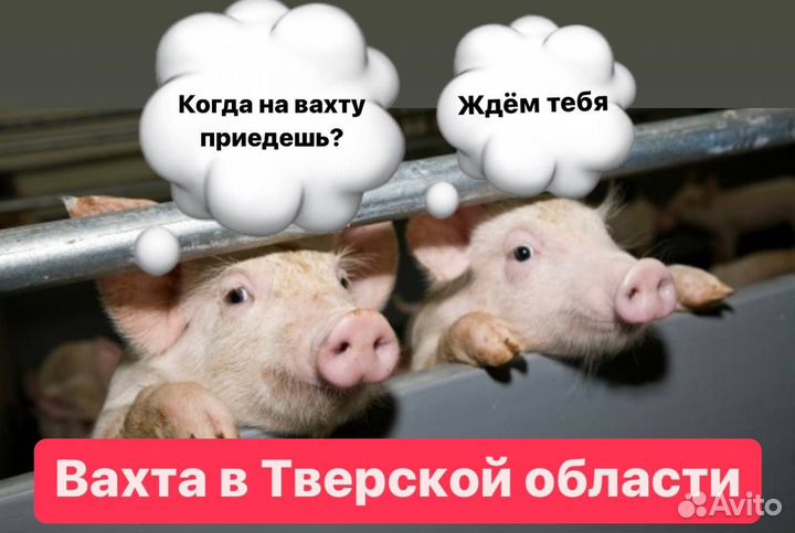 Работа вахтой.Упаковка мяса в Тверской области