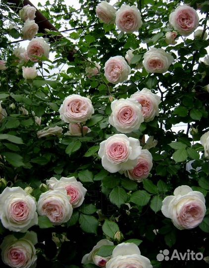 Розы окс,саженцы разные, информация в тексте