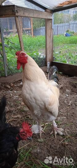 Продам петуха