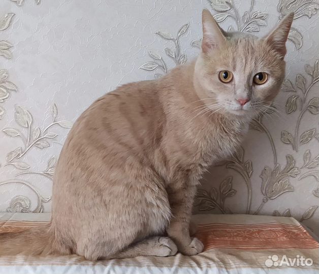 Котик 6 мес кастрирован