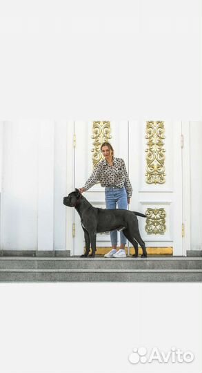 Кане Корсо вязка