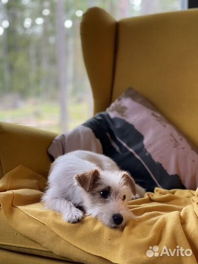 Щенки джек рассел терьер брокен