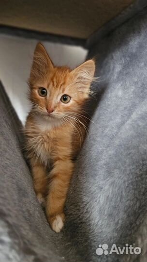 Милый котенок хочет домой