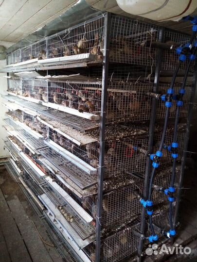 Большая клетка для птиц