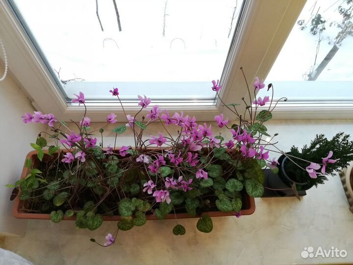 Цикламен ароматный краснеющий европейский семена