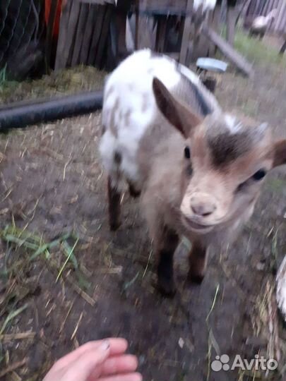 Камерунские козлята