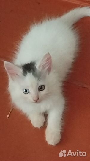 Котята породы 