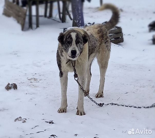 Среднеозеатская овчарка