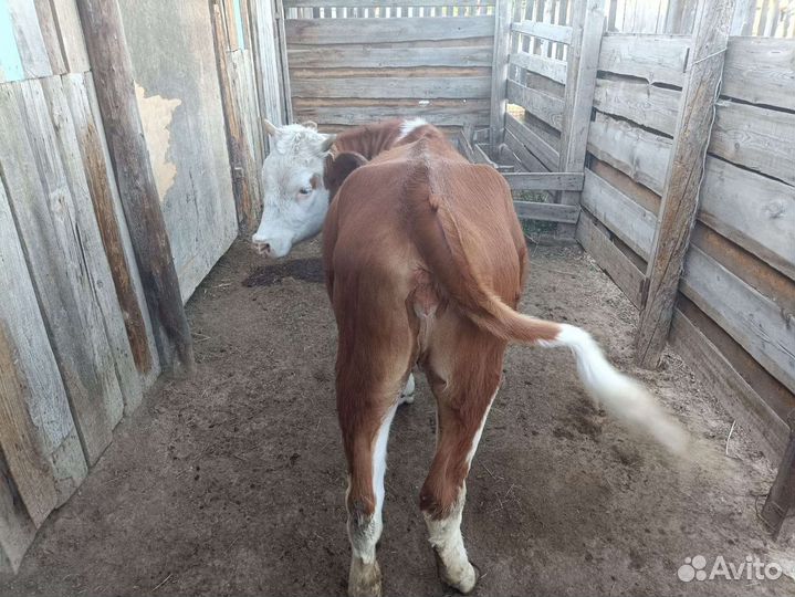 Тёлка 10 месяцев