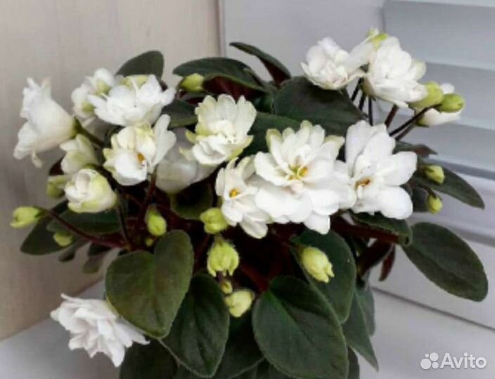 Детка мини и полумини фиалок