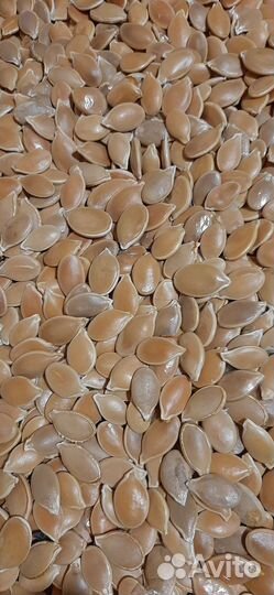 Тыква,семена жаба и мраморная и витамигка