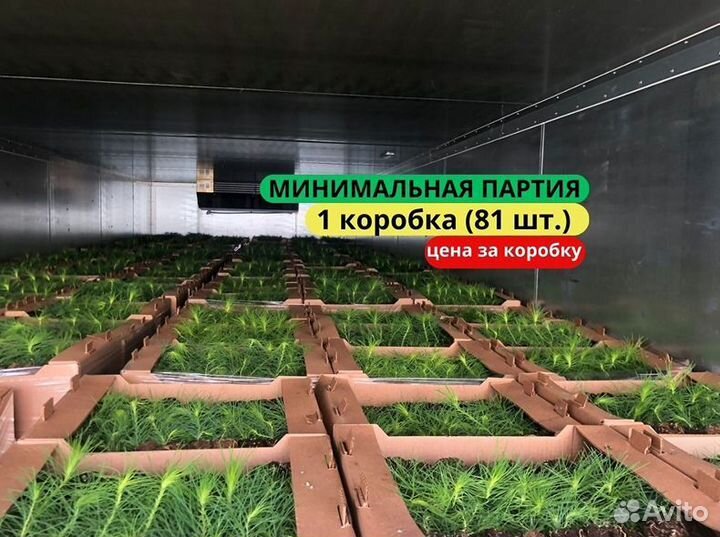 Саженцы ели европейской зкс в розницу