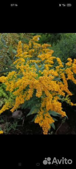 Золотарник