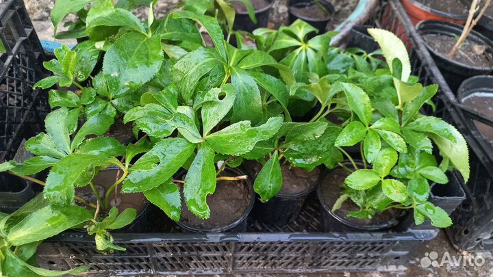 Морозник кавказский