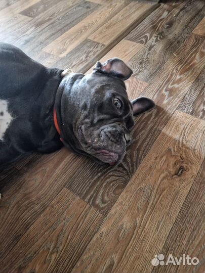 Кане Корсо девочка