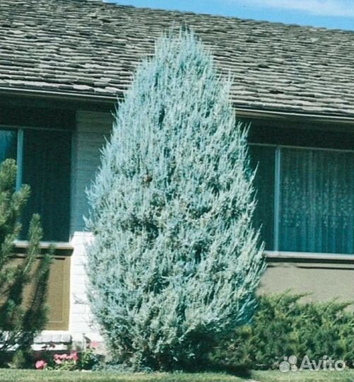 Можжевельник скальный Мунглоу