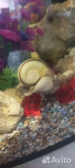 Улитки аквариумные Мариза