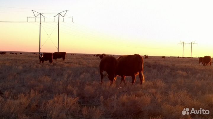 Бычки и телки 2023г.р