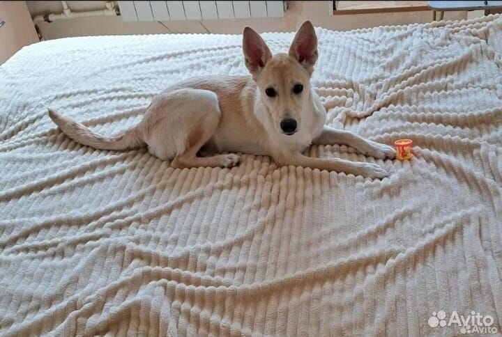 Собака Лора