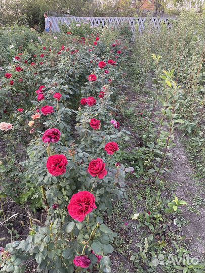 Саженцы плодово-ягодных культур. Хвойники.Розы