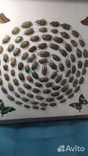 Композиция из тропических жуков и бабочек