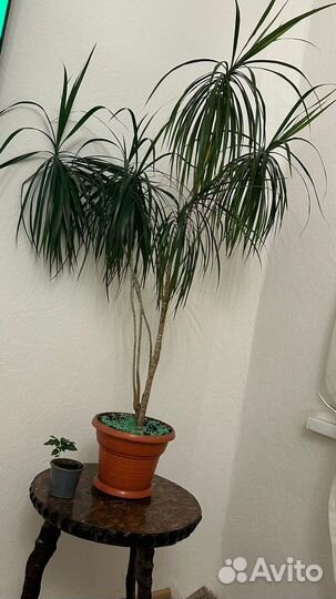 Пальма драцена