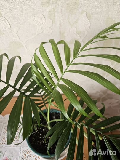 Пальма хамедорея