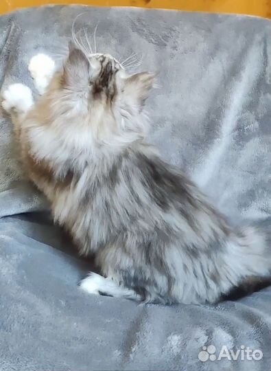 Котята мейн-кун, девочка