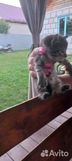 Кошки в добрые руки бесплатно