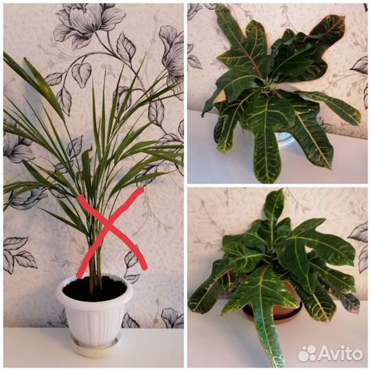 Драцена/Пальма/Хамедорея/замиокулькас/кротон