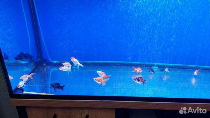 Золотые рыбки