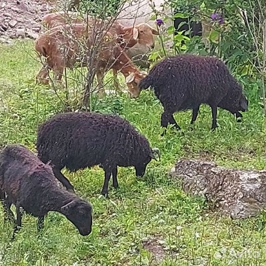 Овцы бараны ягнята