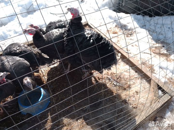 Индюки на племя