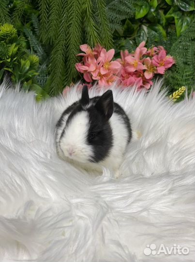 Кролик миленький ручной