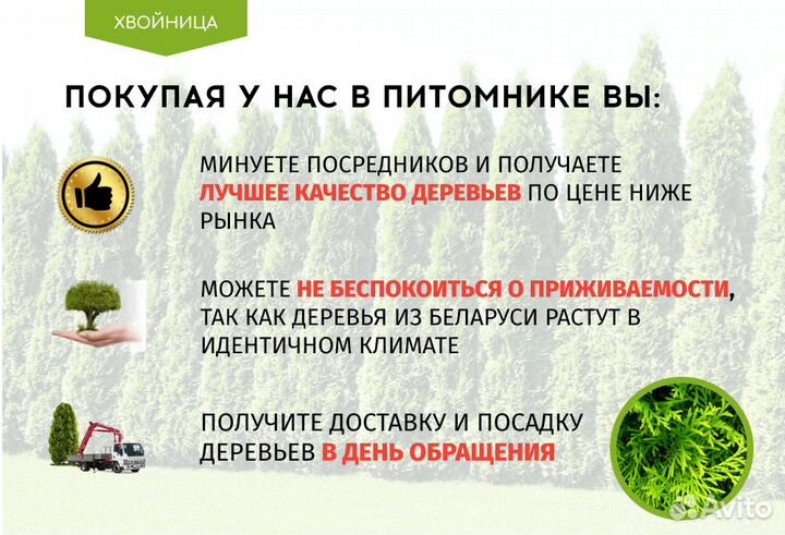 Туи Ростовка большая 4,5 м