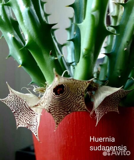 Стапелия, гуэрния, орбея и другие