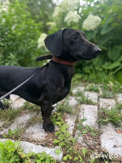 Такса в добрые руки